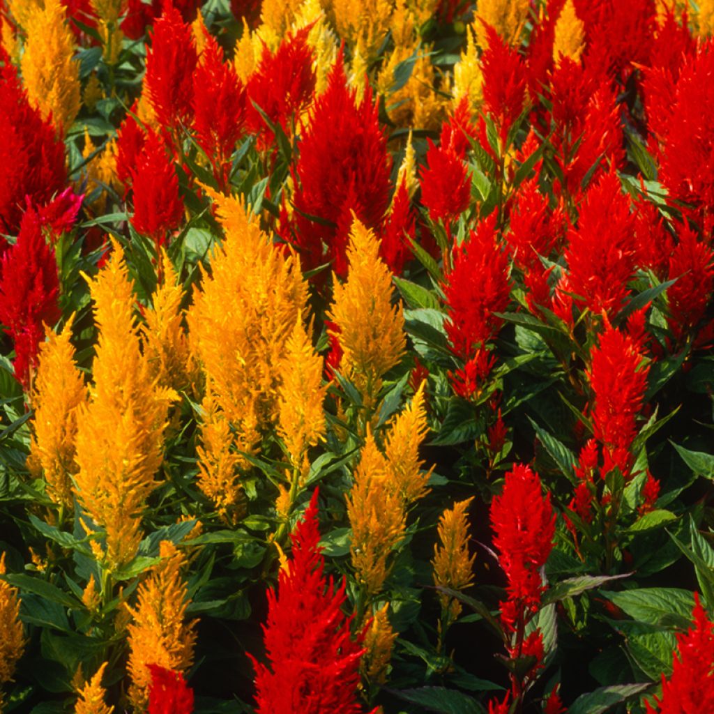 Celosia Fresh Look Red & Yellow - Silver cock's comb