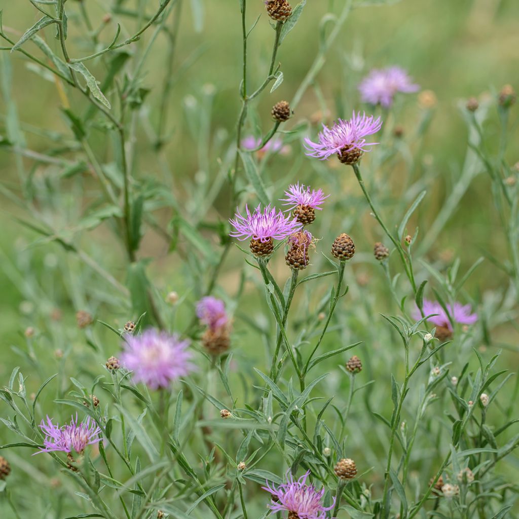 Centaurea cyanus Classic Romantic - seeds