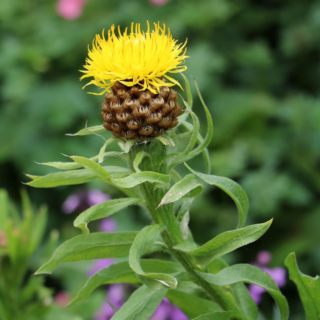 Centaurea macrocephala - seeds