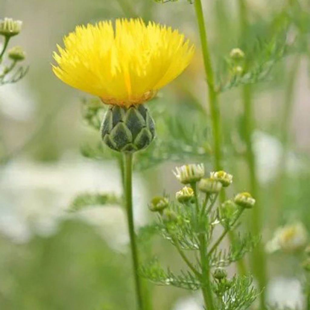 Centaurea The Bride - Seeds 