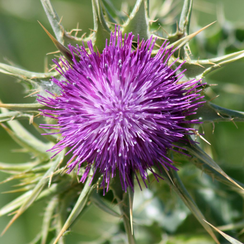 Silybum marianum - seeds