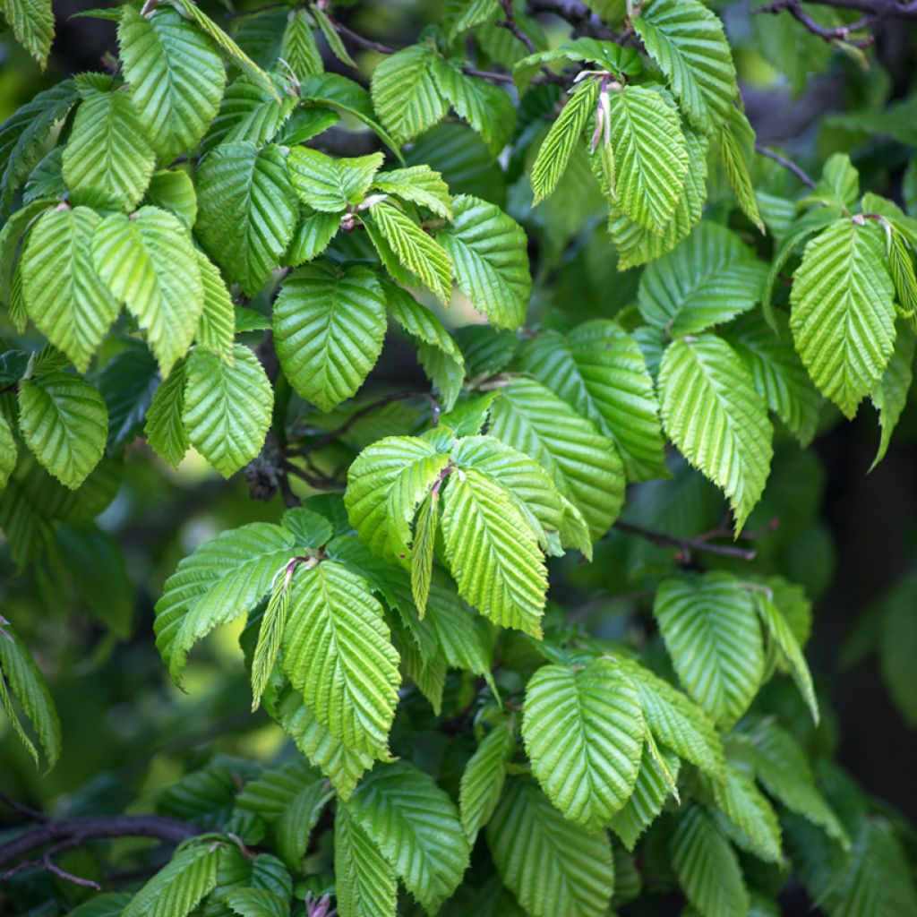 Carpinus betulus seeds - Common hornbeam