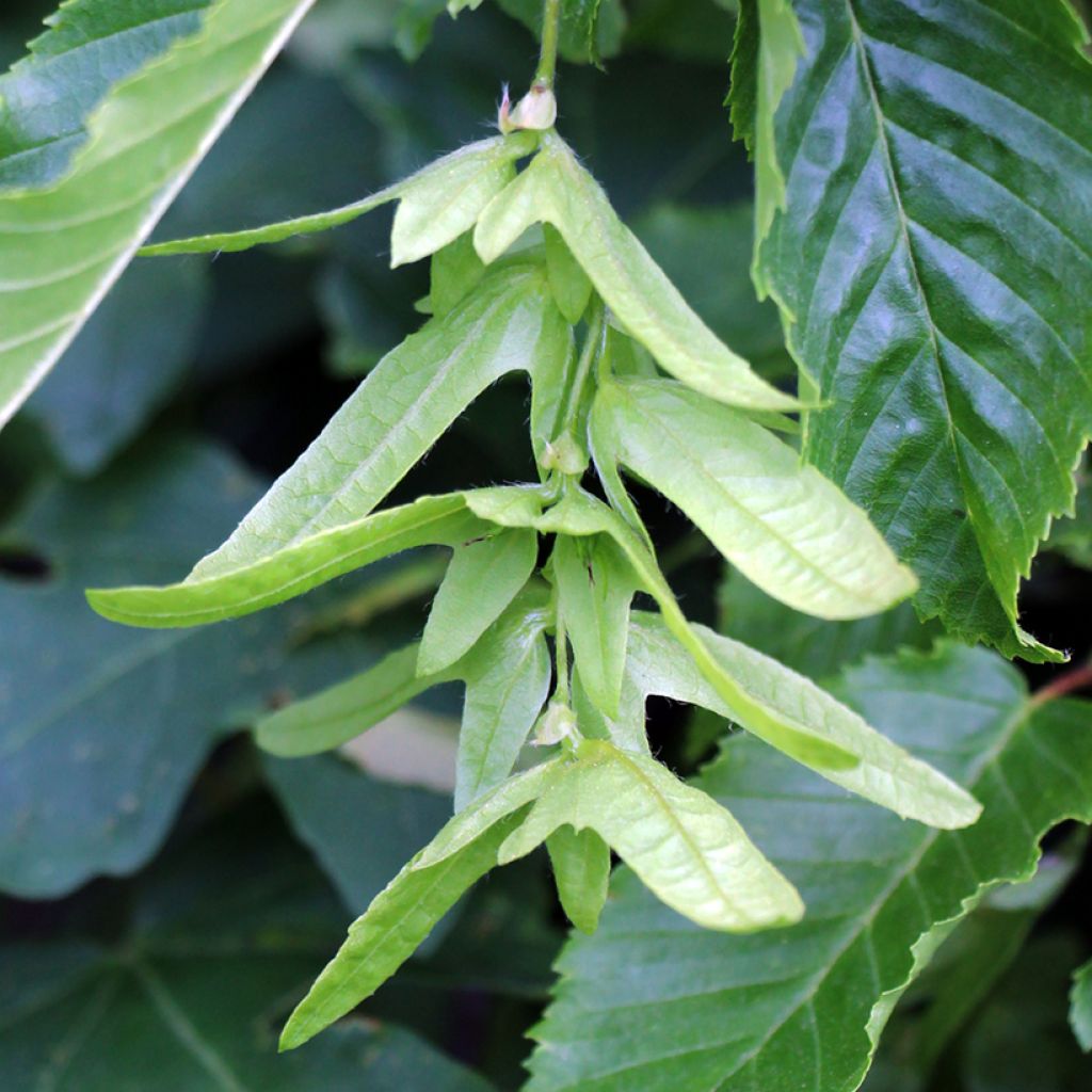 Carpinus betulus seeds - Common hornbeam