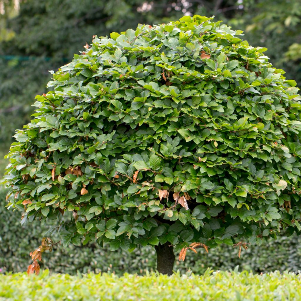 Carpinus betulus seeds - Common hornbeam