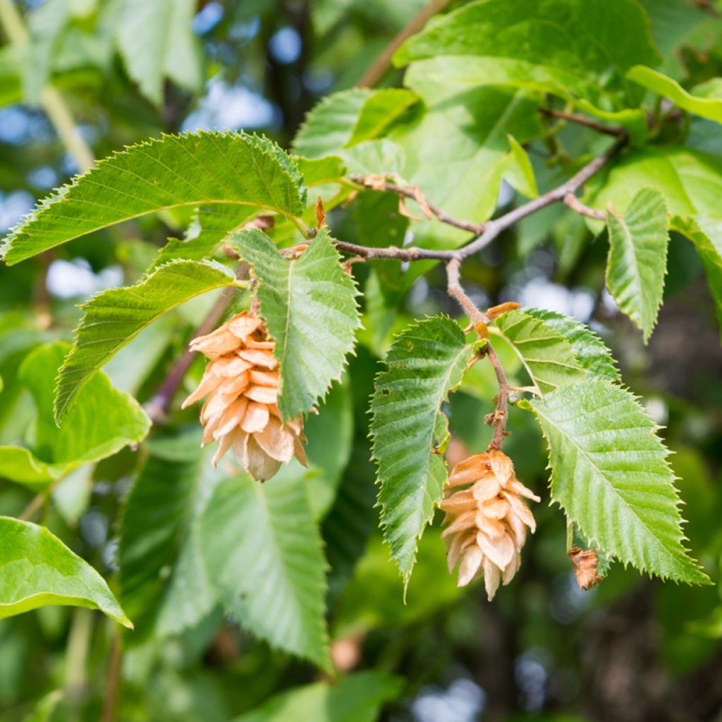 Carpinus betulus seeds - Common hornbeam