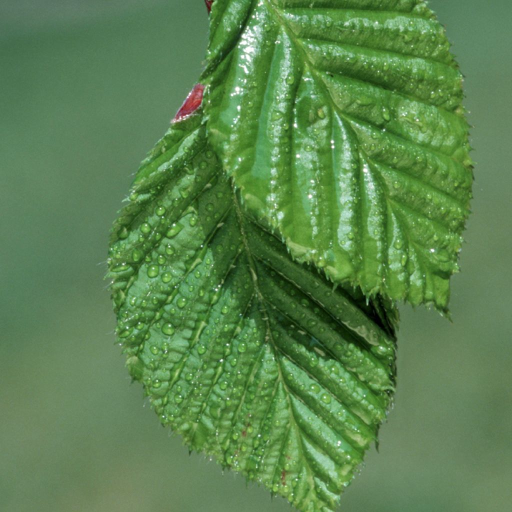 Carpinus betulus seeds - Common hornbeam