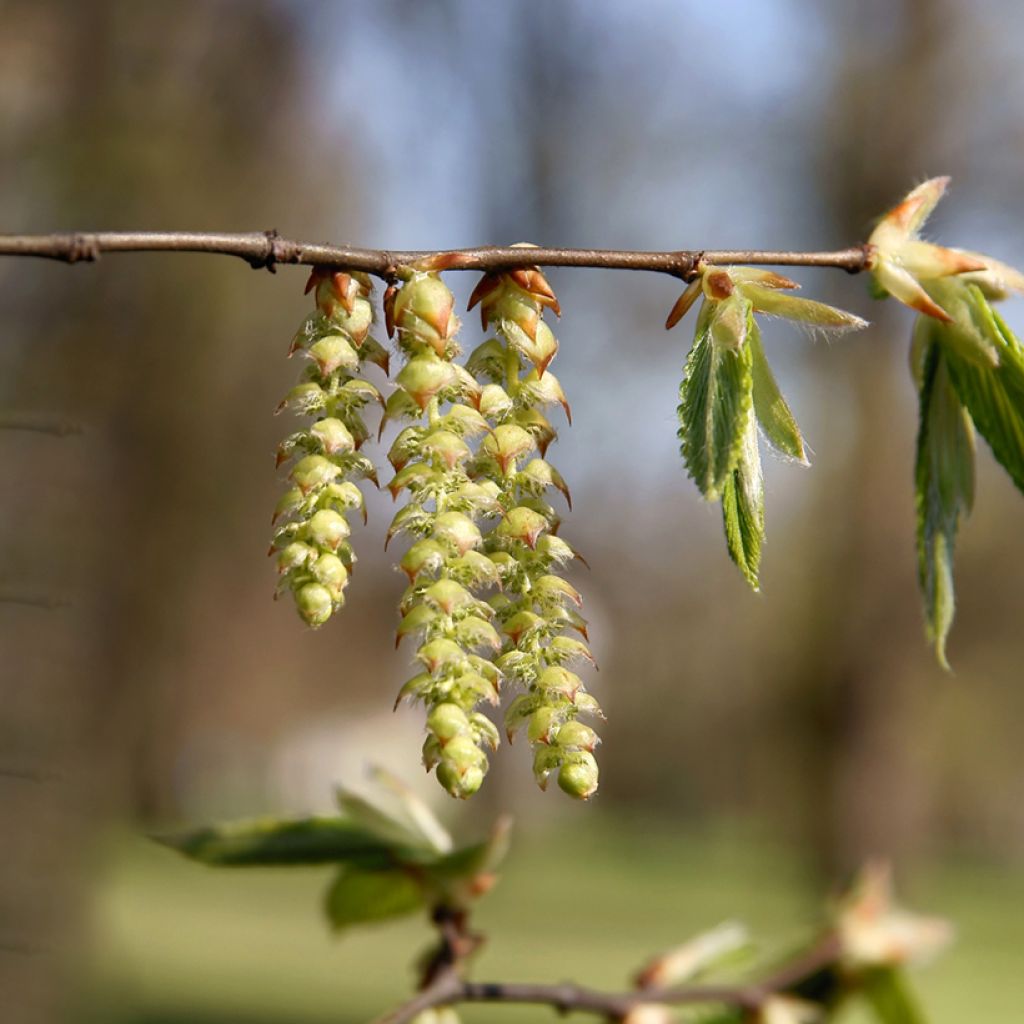 Carpinus betulus seeds - Common hornbeam