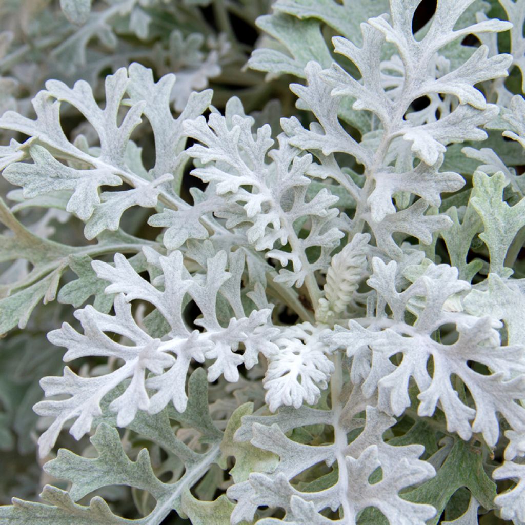 Senecio cineraria Silver Dust