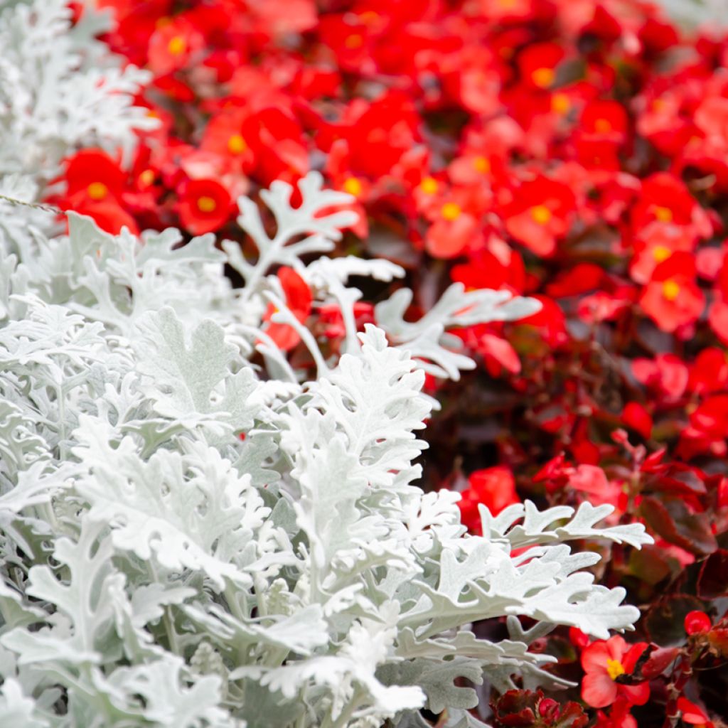 Senecio cineraria Silver Dust