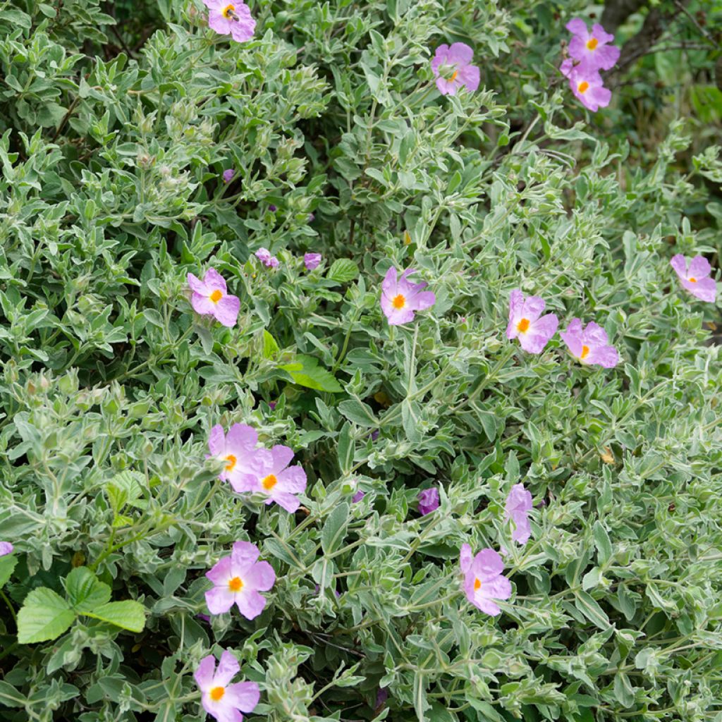 Cistus albidus seeds - White-leaved rock rose
