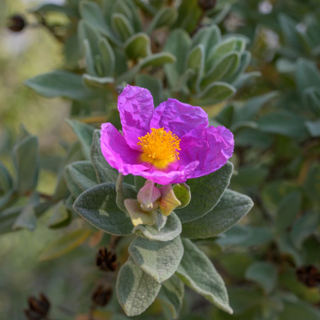 Cistus albidus seeds - White-leaved rock rose