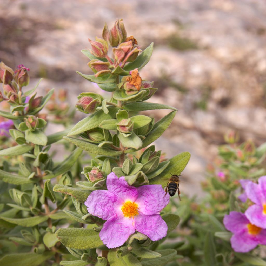 Cistus albidus seeds - White-leaved rock rose