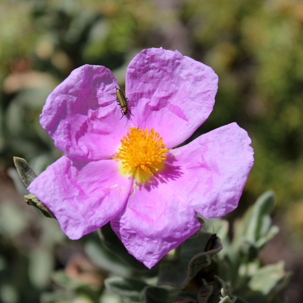 Cistus albidus seeds - White-leaved rock rose