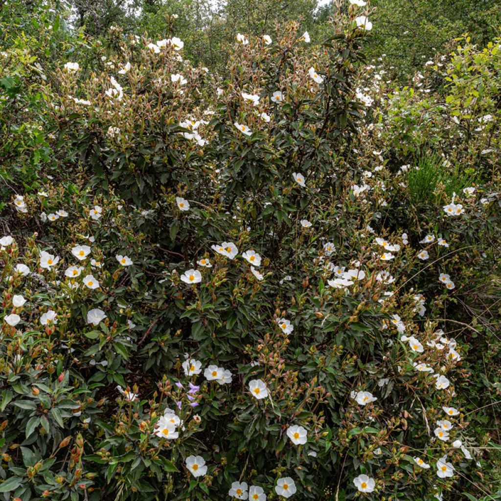 Cistus laurifolius seeds - Laurel-leaved rock rose