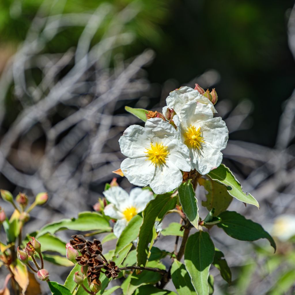 Cistus laurifolius seeds - Laurel-leaved rock rose