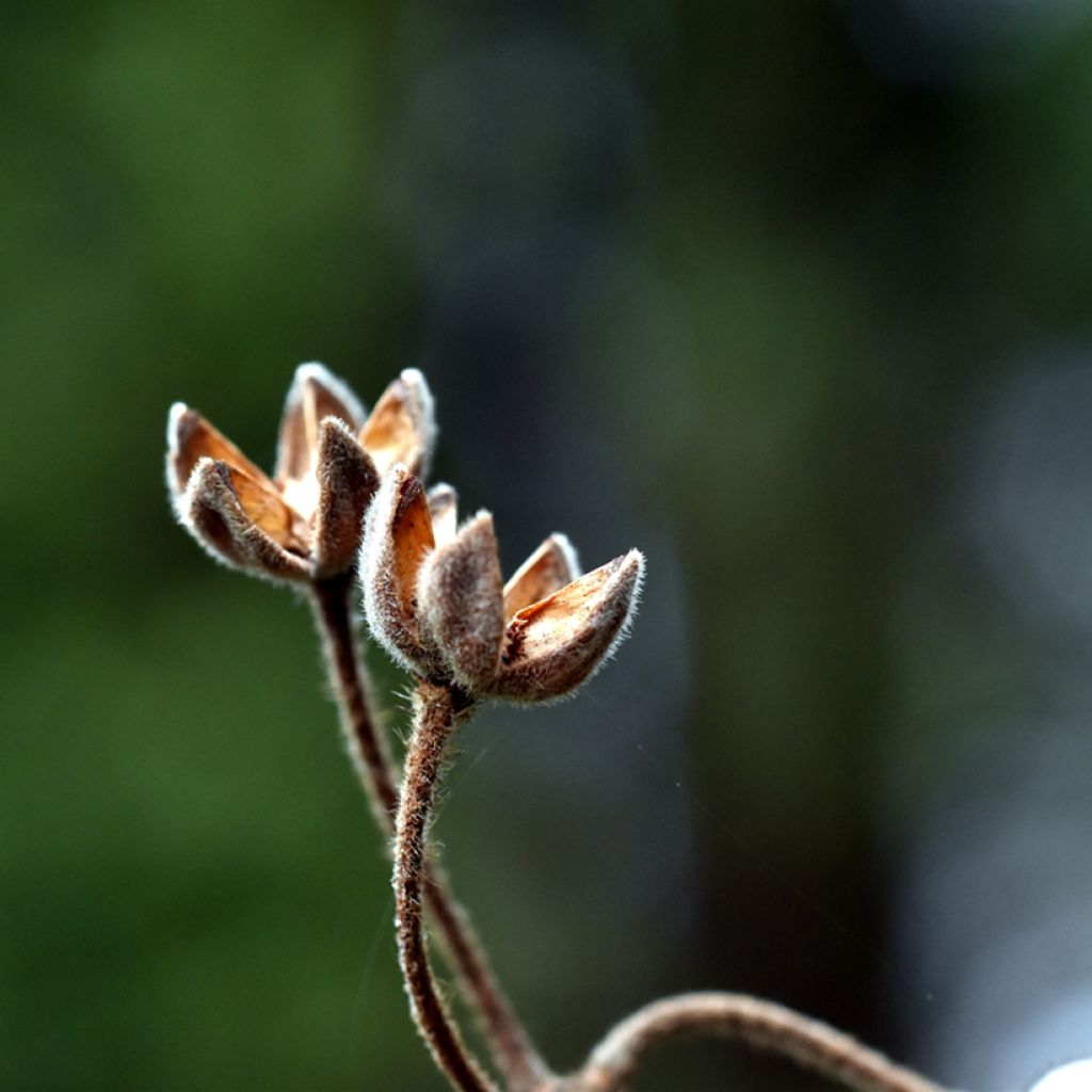 Cistus laurifolius seeds - Laurel-leaved rock rose