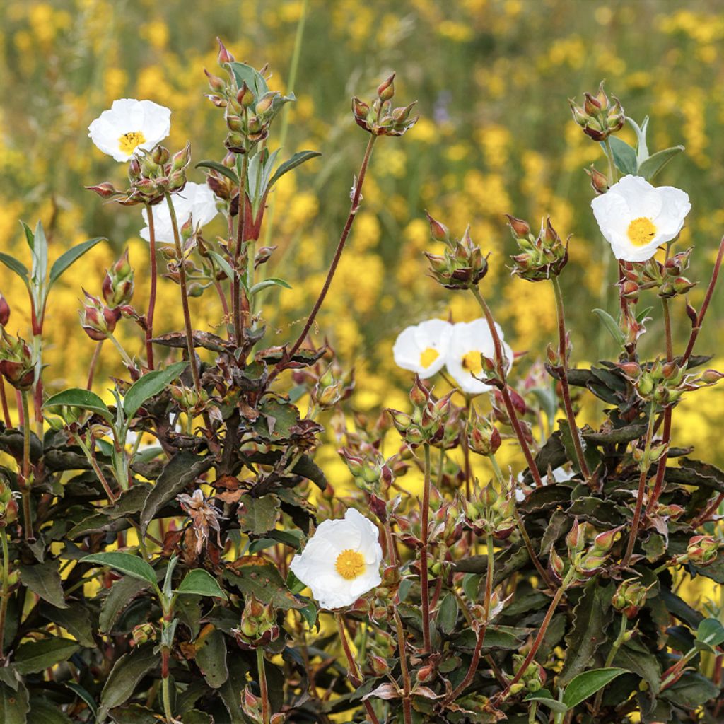 Cistus laurifolius seeds - Laurel-leaved rock rose