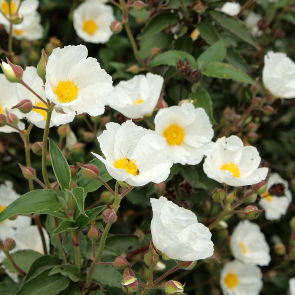 Cistus laurifolius seeds - Laurel-leaved rock rose