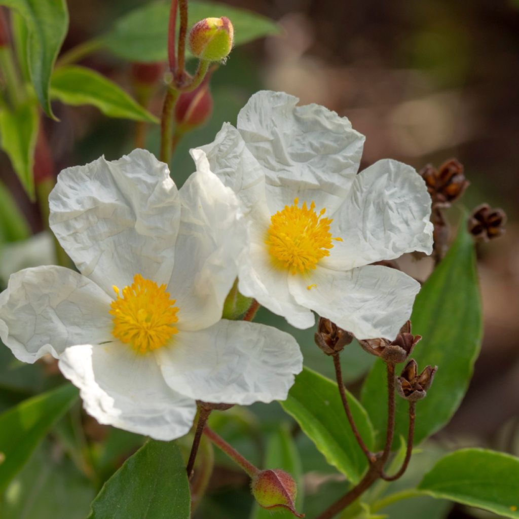 Cistus laurifolius seeds - Laurel-leaved rock rose
