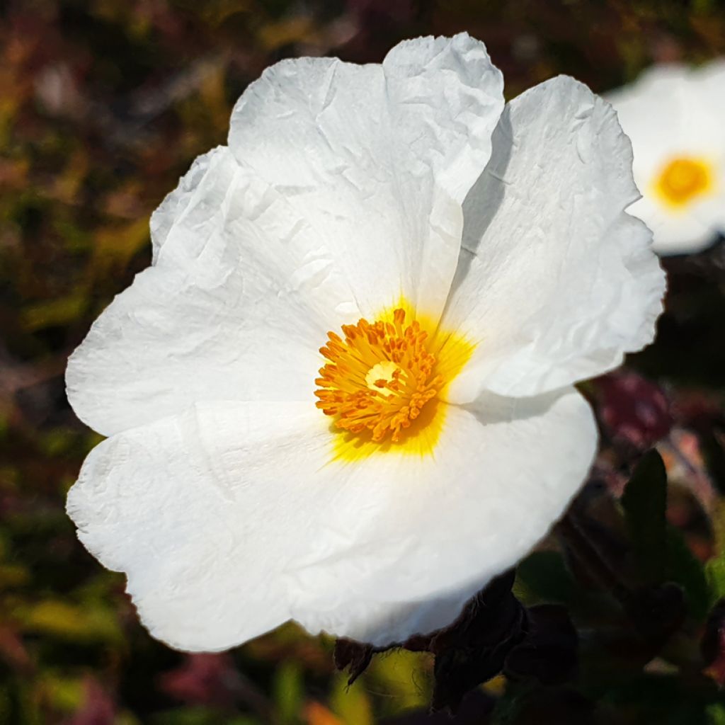 Cistus laurifolius seeds - Laurel-leaved rock rose