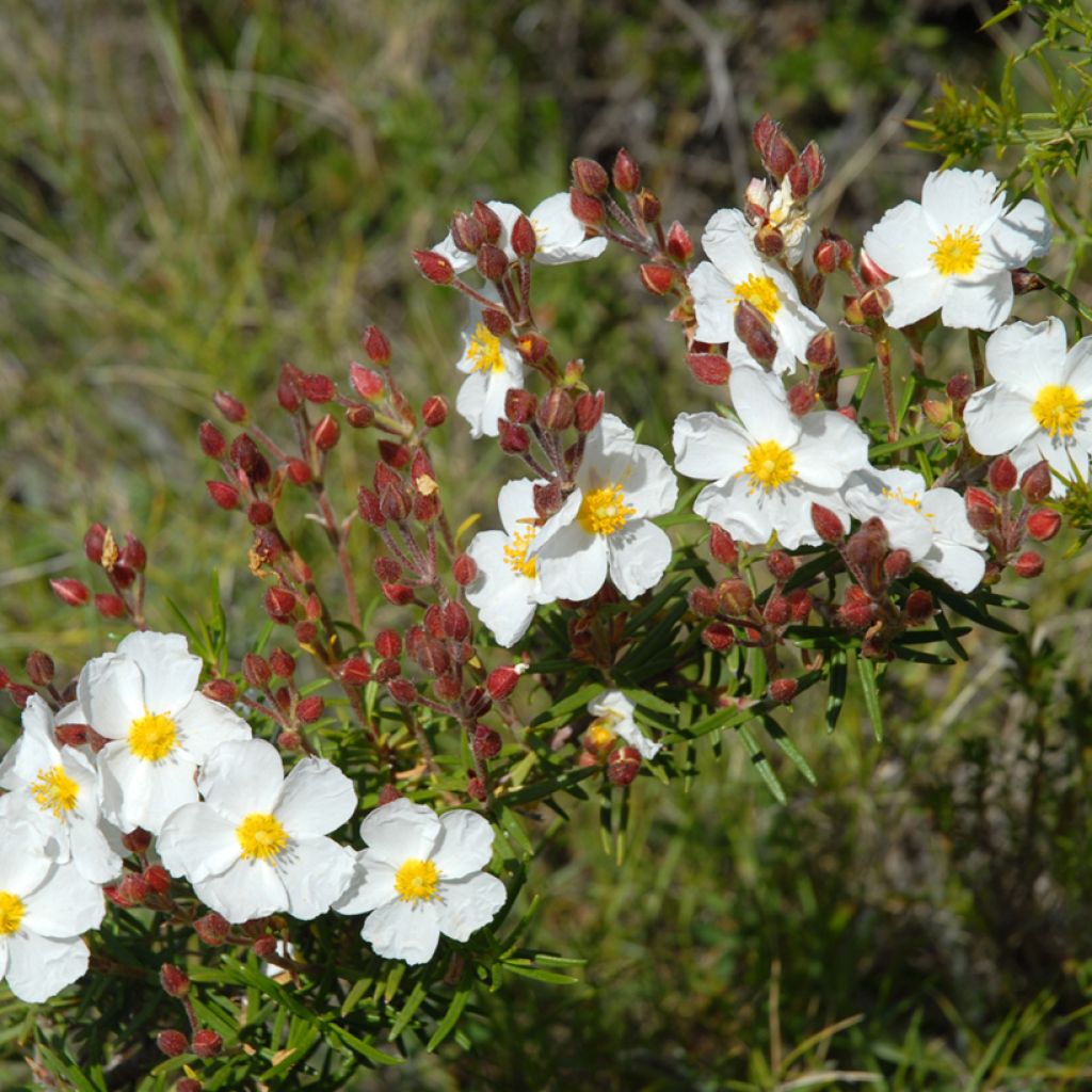 Cistus monspeliensis seeds - Montpelier rock rose