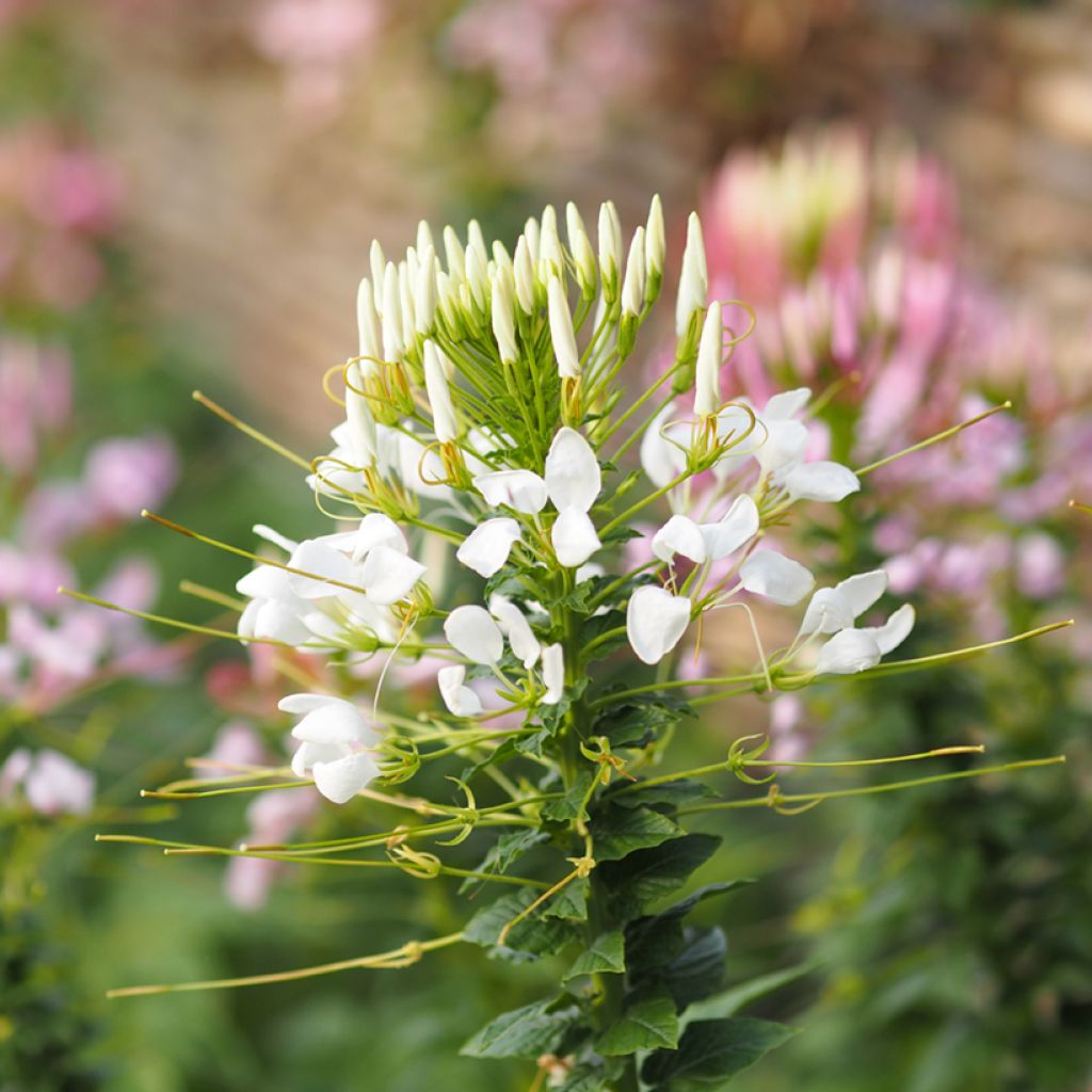 Cleome spinosa White Queen Seeds - Spider plant