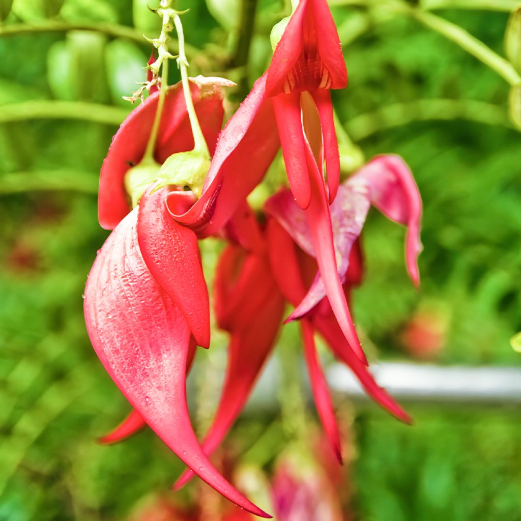 Clianthus puniceus - Lobster claw seds