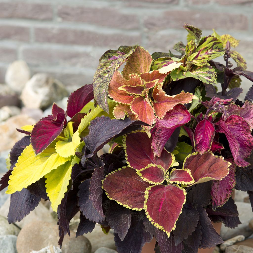 Coleus Pinto Mix seeds