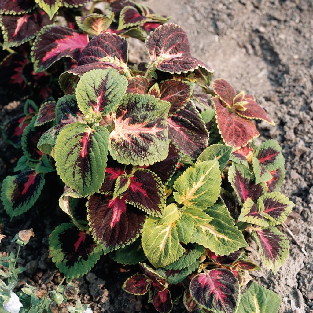 Coleus Rainbow Mix Seeds