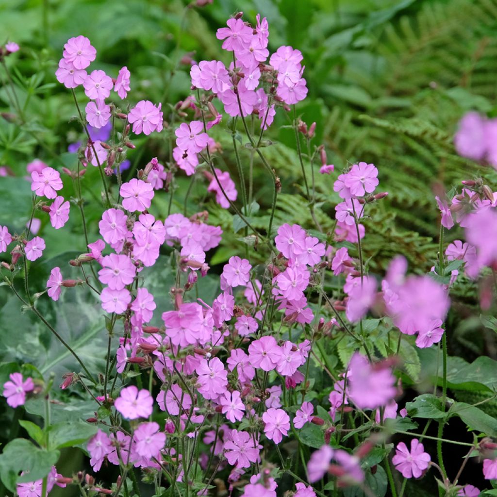 Silene dioica, Silene latifolia