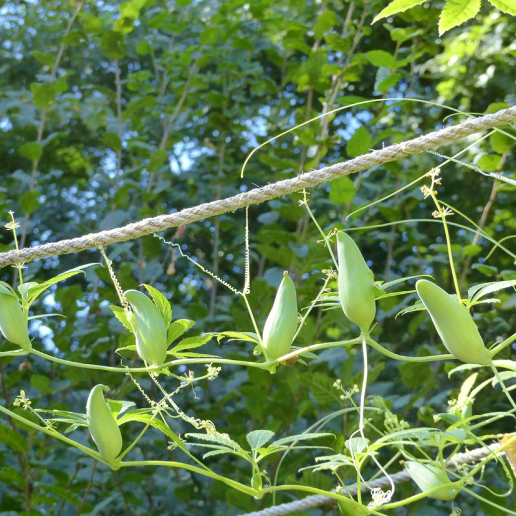 Cyclanthera pedata seeds - Caigua