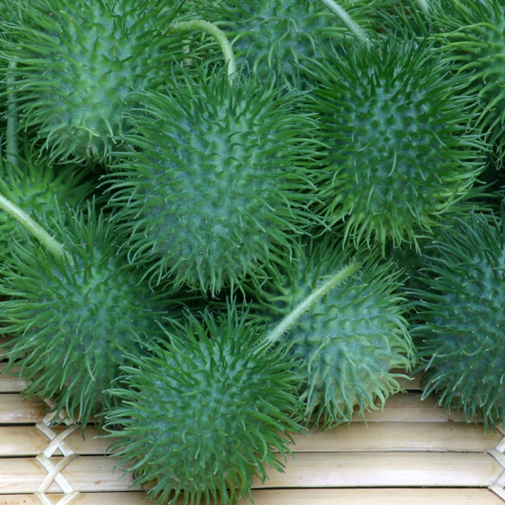 Cucumis anguria - West Indian gherkin, Burr gherkin, Gooseberry gourd