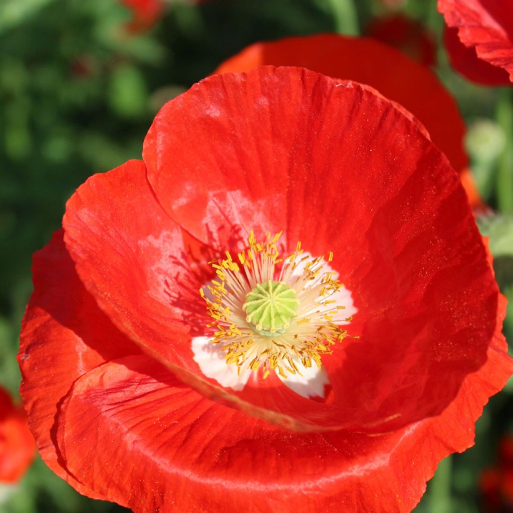 Poppy American Legion seeds - Papaver rhoeas