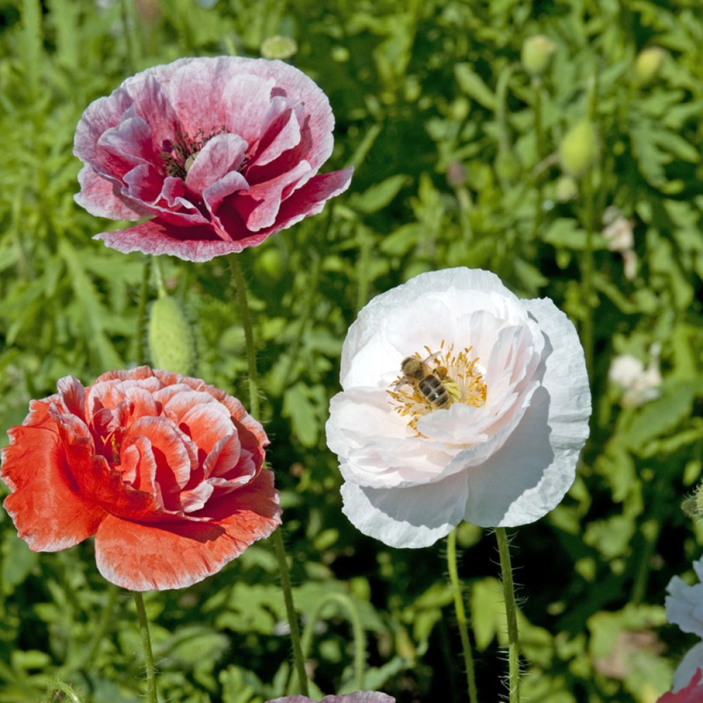 Papaver rhoeas Dawn Chorus Mix - seeds