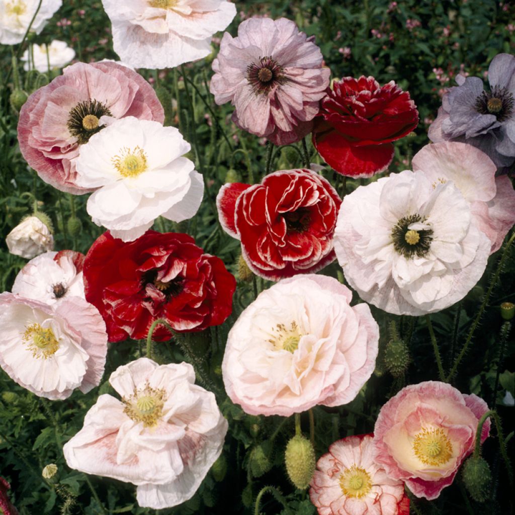 Papaver rhoeas Dawn Chorus Mix - seeds