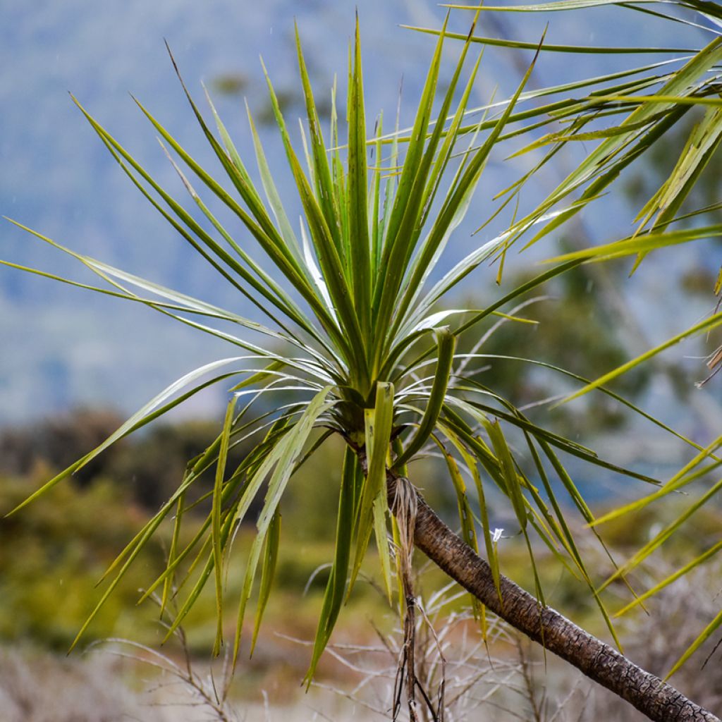 Cordyline australis seeds - Cabbage tree
