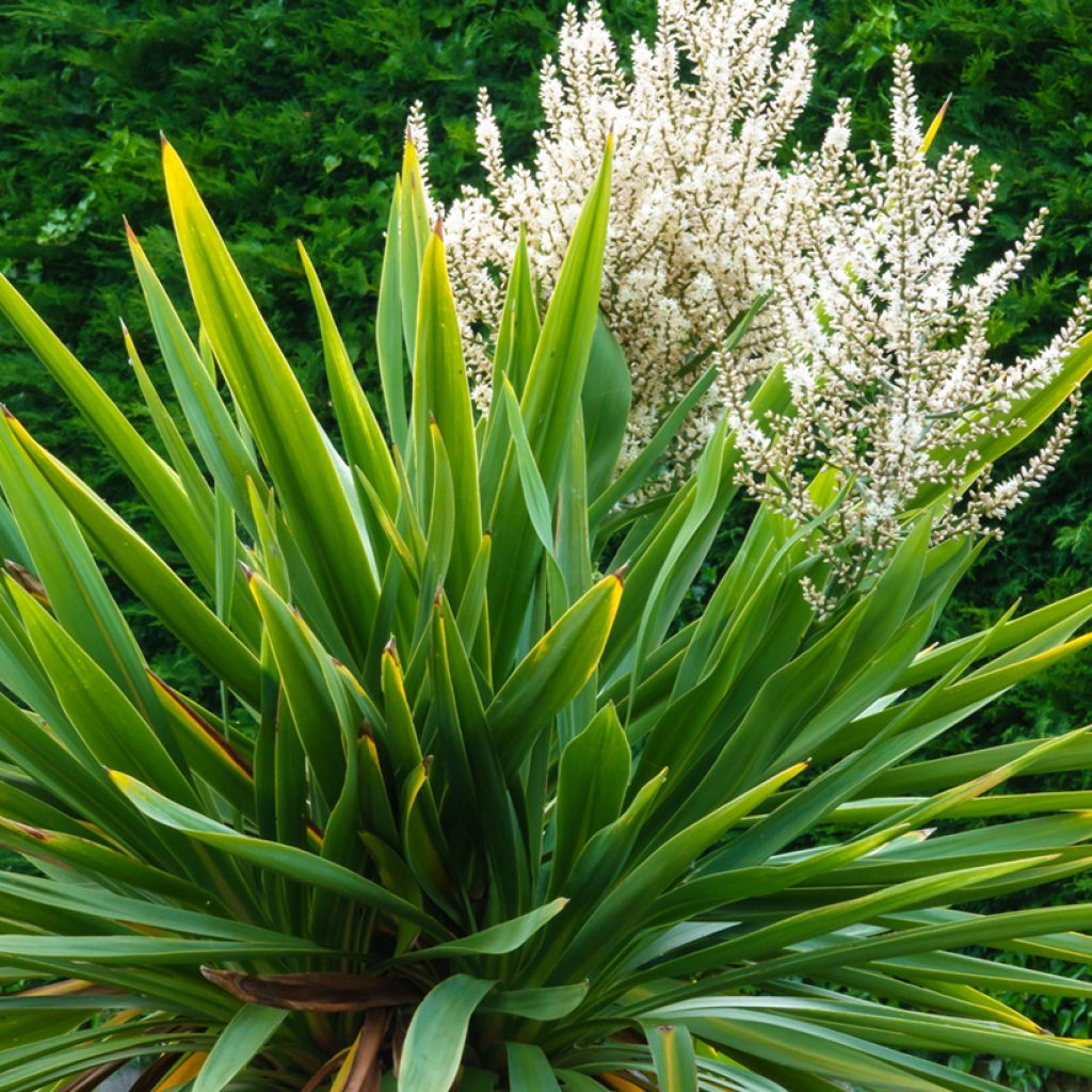 Cordyline australis seeds - Cabbage tree
