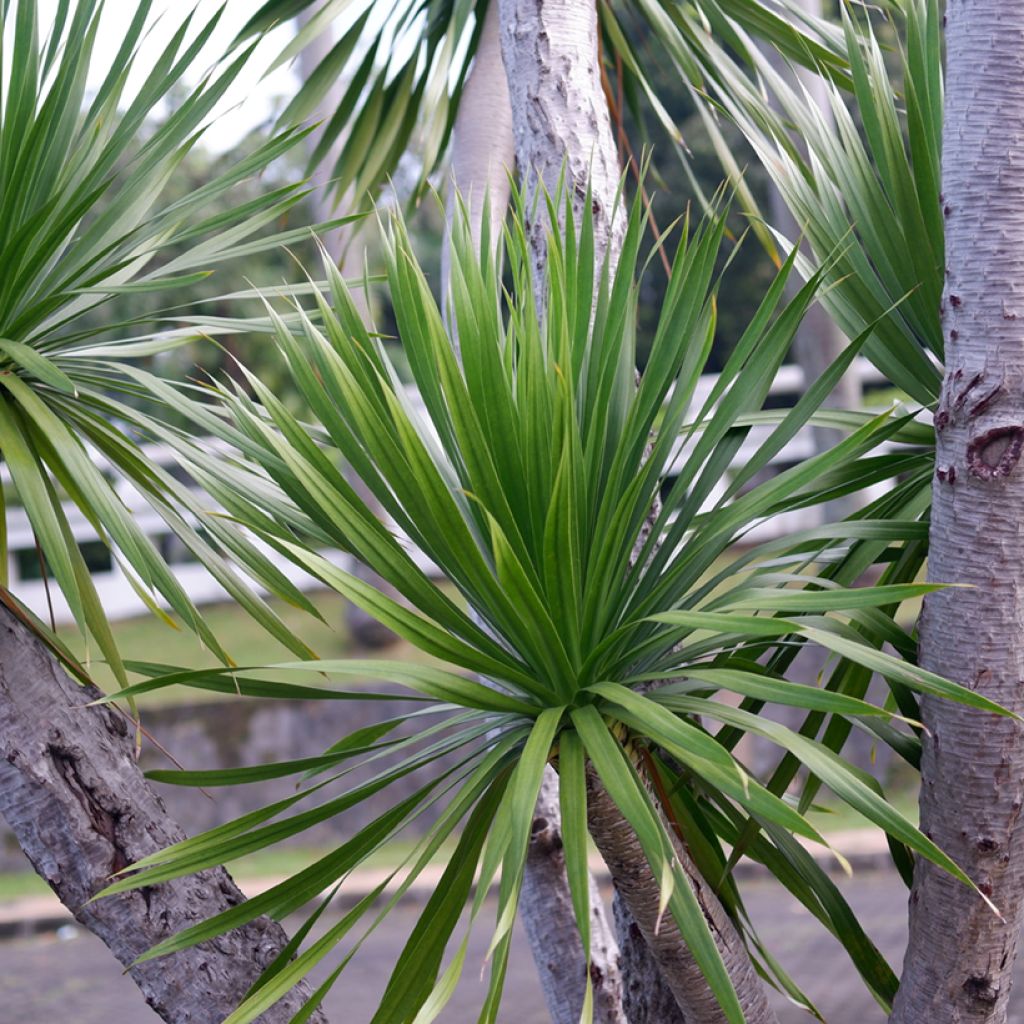 Cordyline australis seeds - Cabbage tree