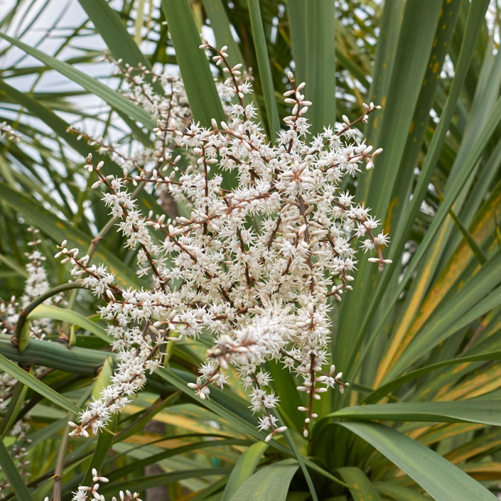 Cordyline australis seeds - Cabbage tree