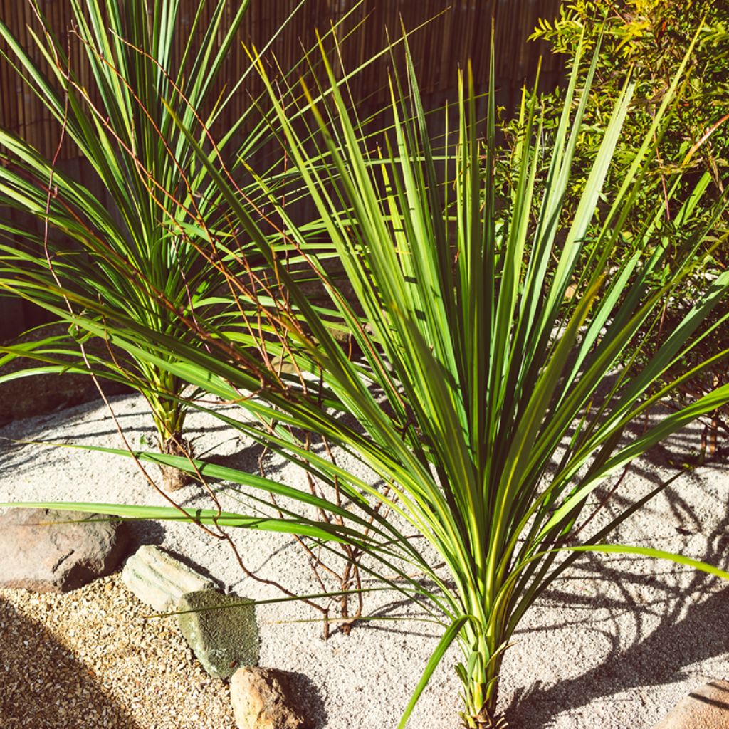 Cordyline australis seeds - Cabbage tree