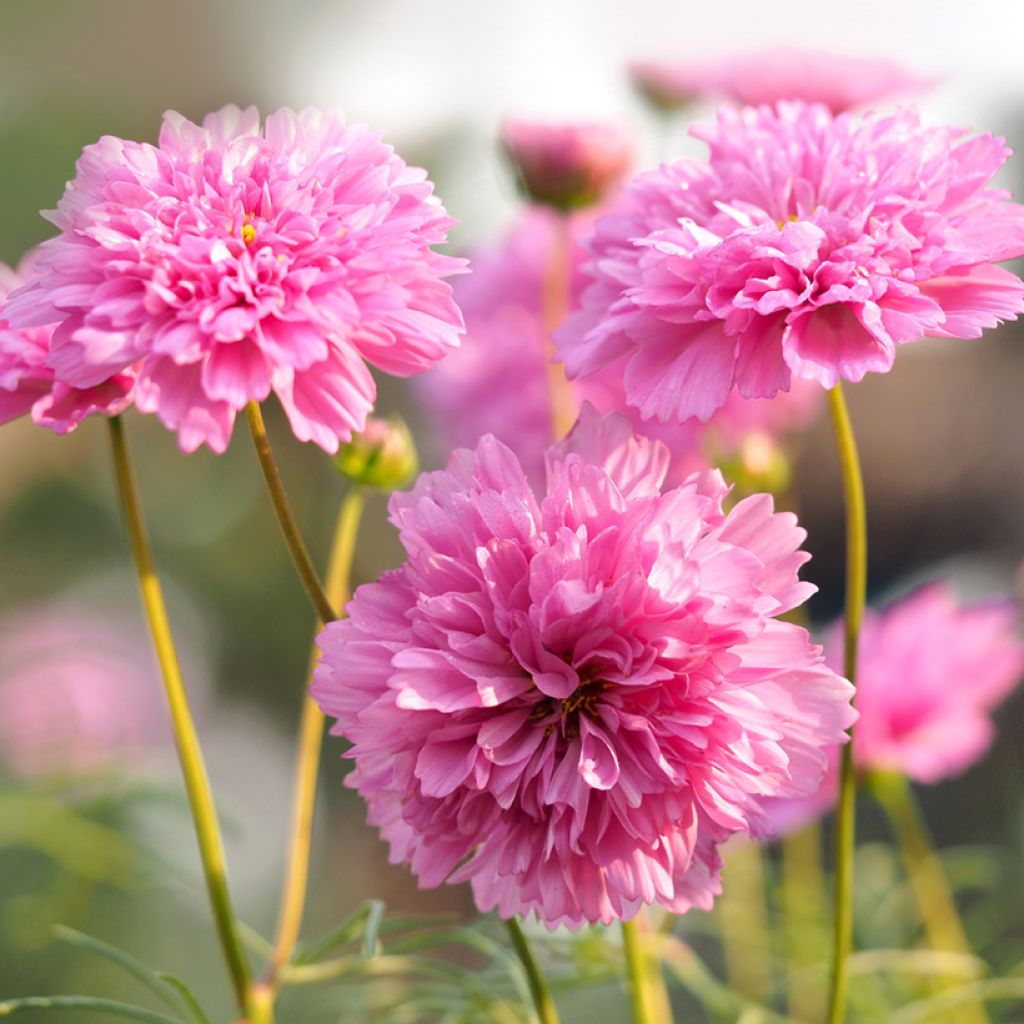 Cosmos bipinnatus Double Click Rose Bonbon Seeds