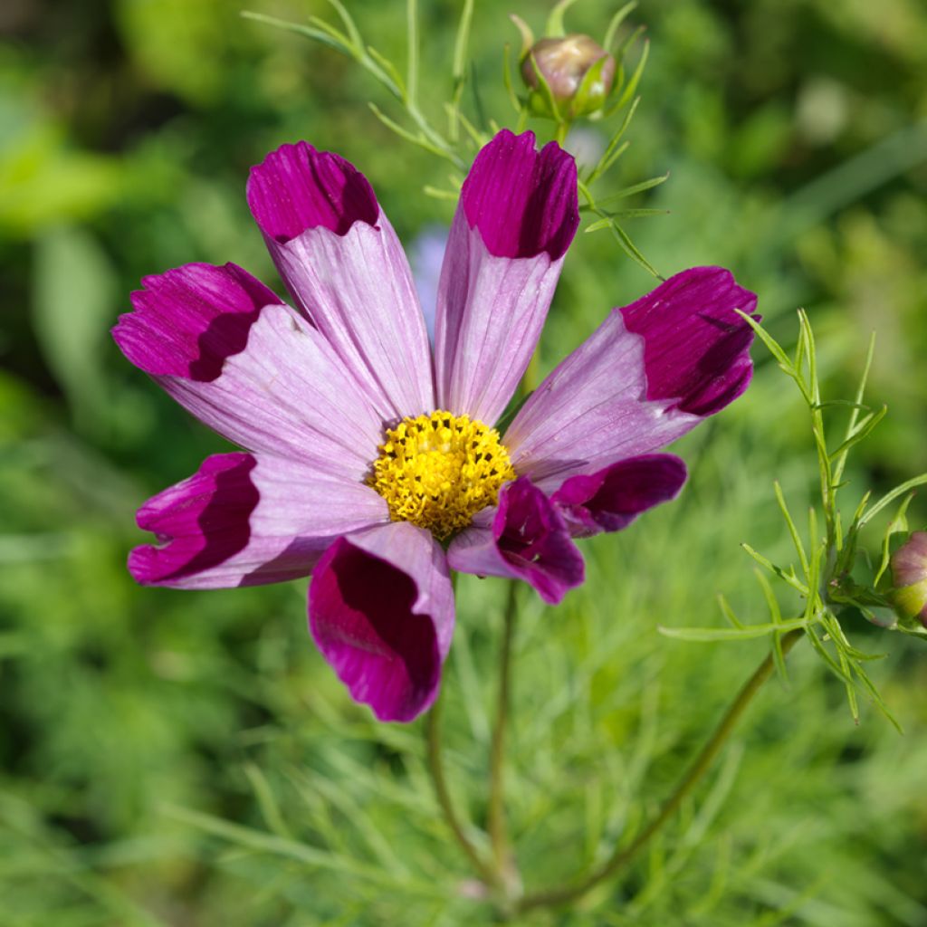 Cosmos Pied Piper Red Seeds - Cosmos bipinnatus