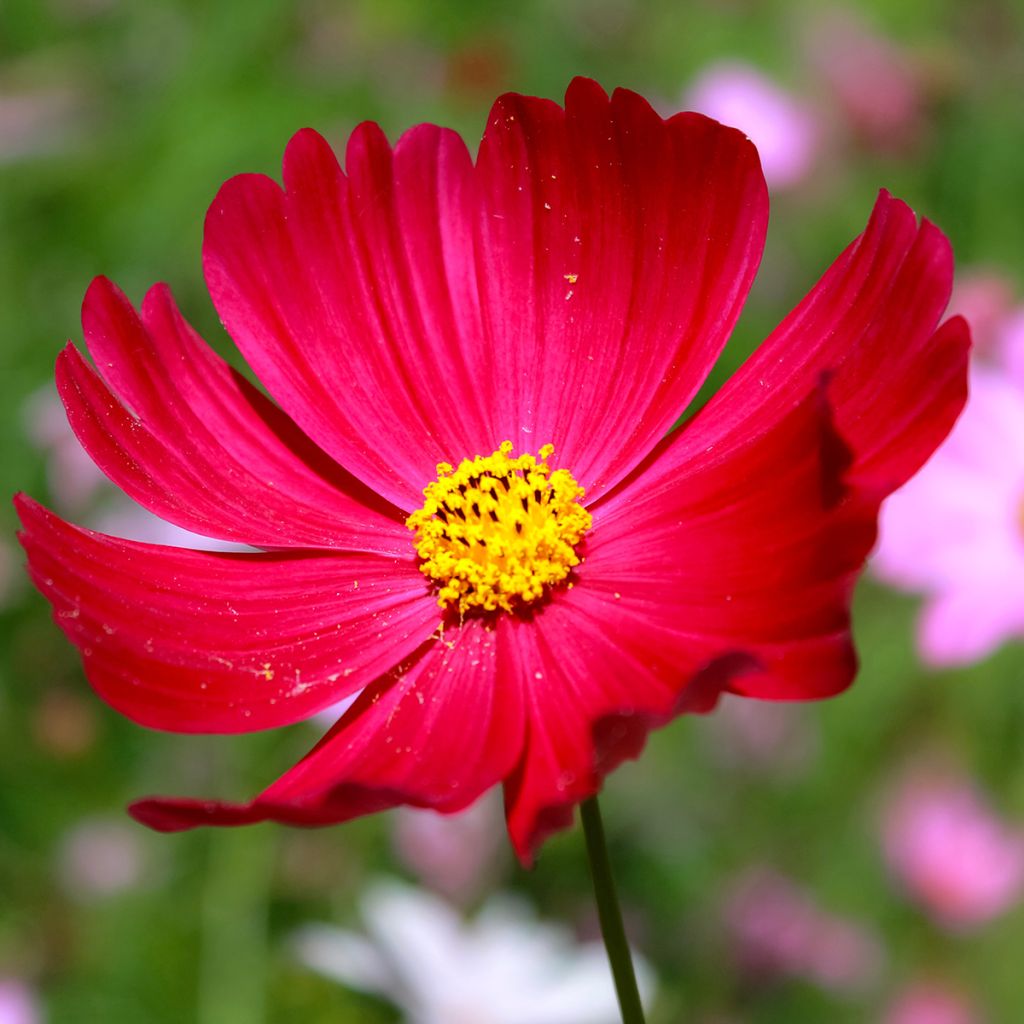 Cosmos Sensation Dazzler seeds - Cosmos bipinnatus