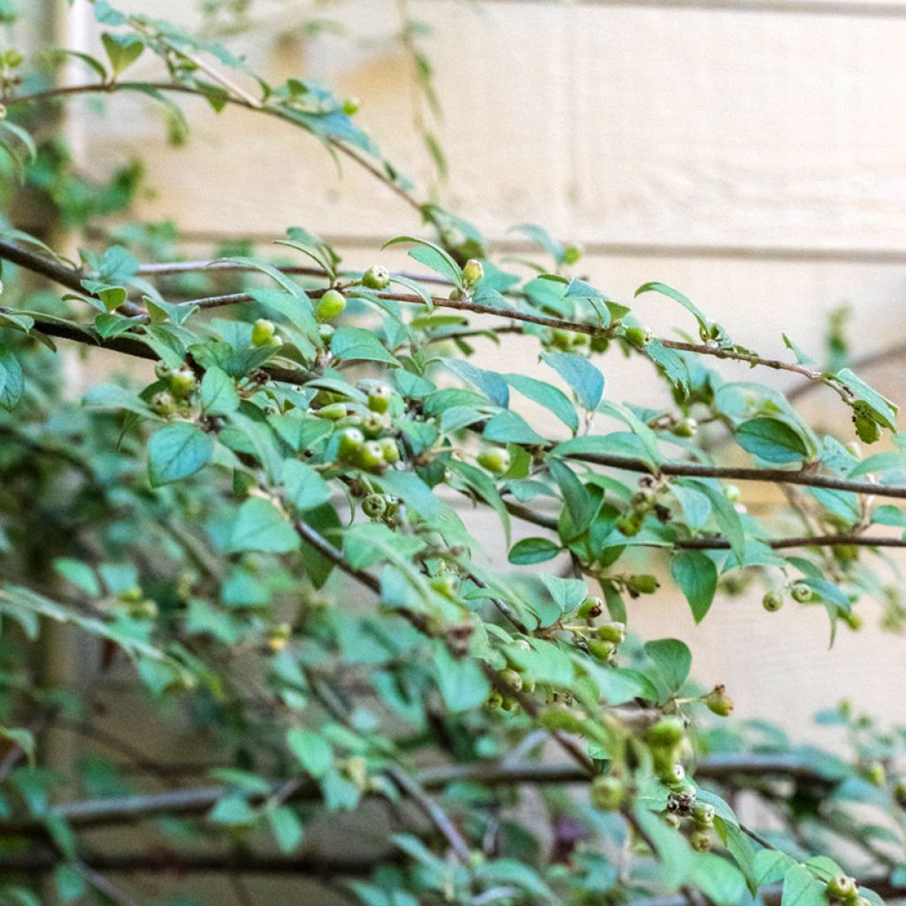 Cotoneaster franchetii seeds - Franchet's cotoneaster