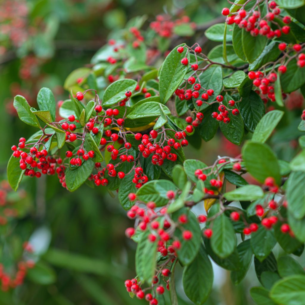 Cotoneaster franchetii seeds - Franchet's cotoneaster