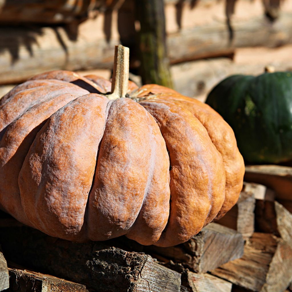 Winter Squash Futsu Black Seeds