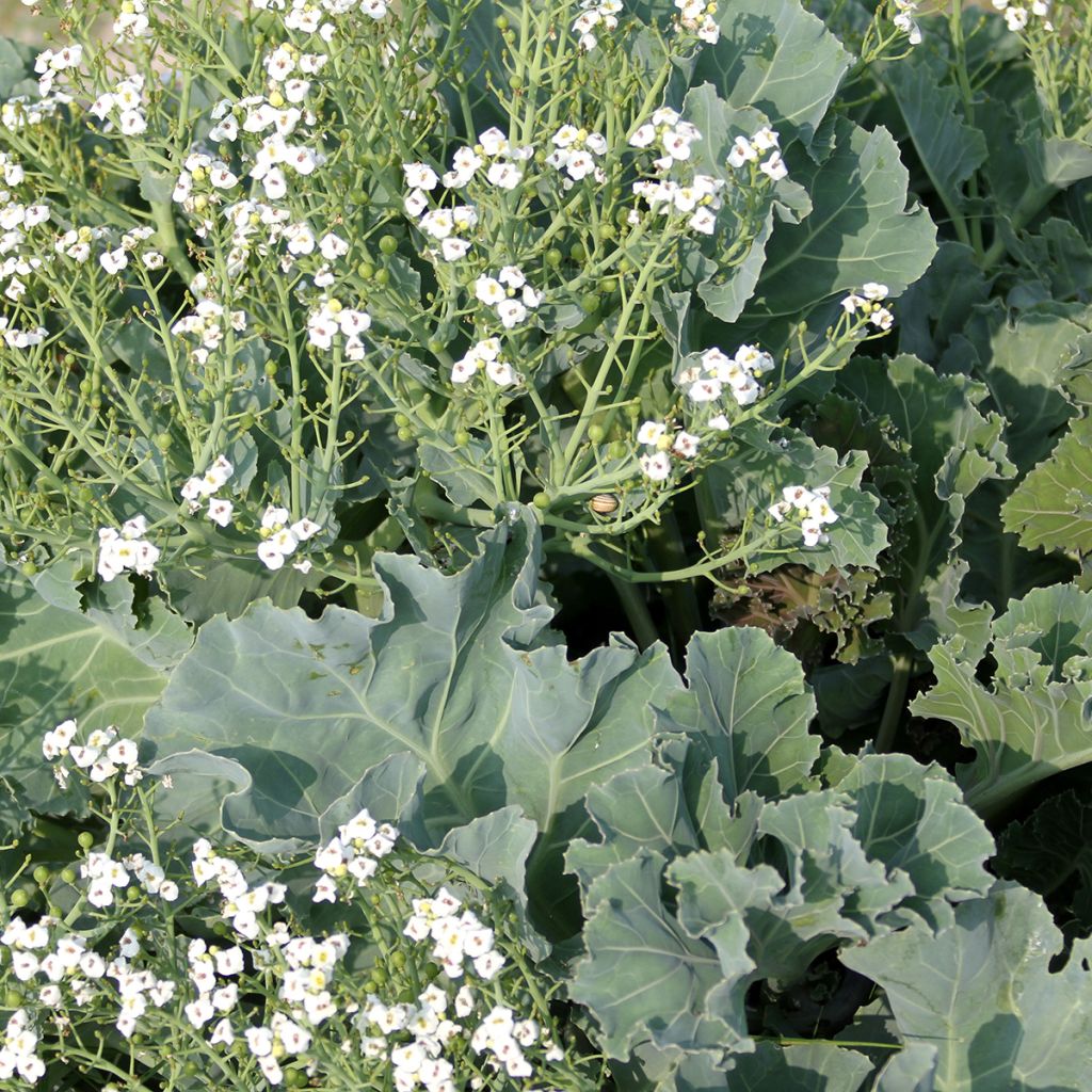 Crambe maritima - Seeds of Sea Kale