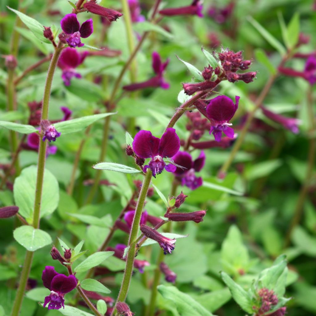 Cuphea lanceolata Purple Passion seeds 