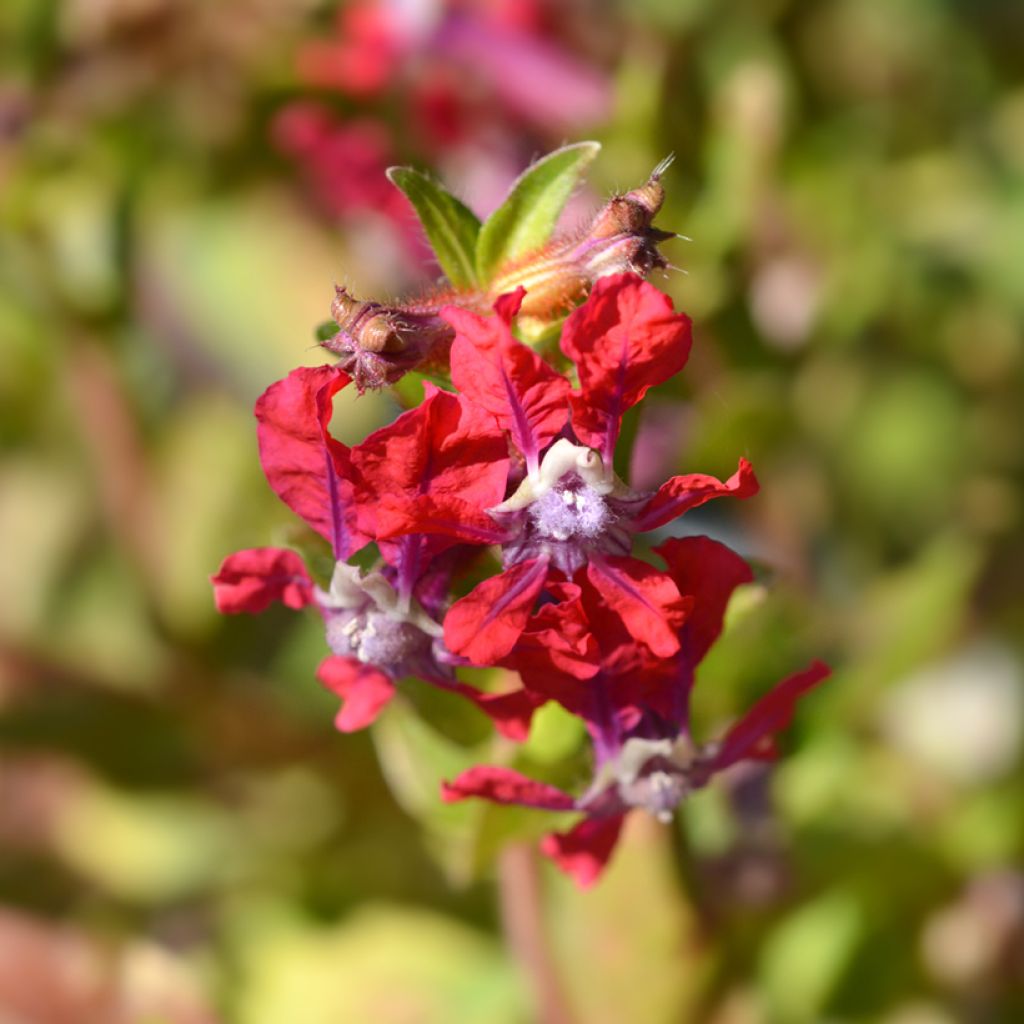 Cuphea miniata Mix seeds