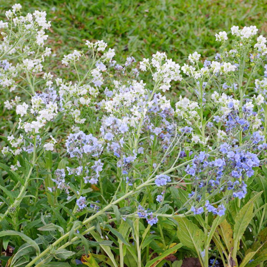 Cynoglossum Chill Out Seeds - Chinese Forget-Me-Not